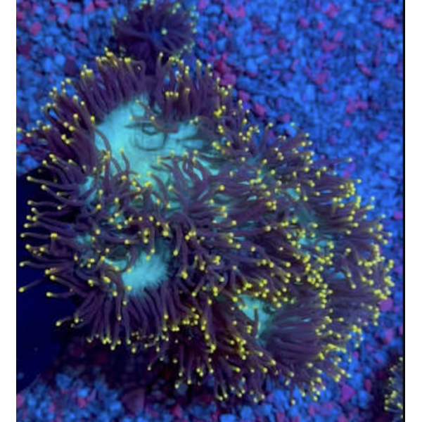 YELLOW TIP ELEGANCE CORAL